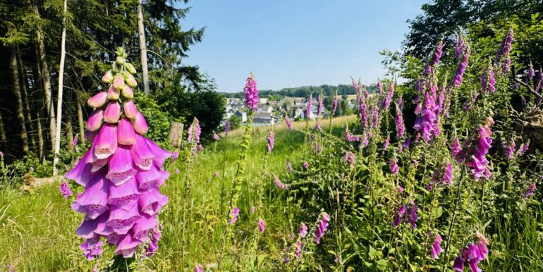 Lichtung hinter dem eigenen Wald